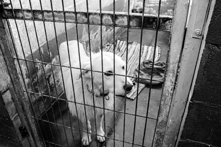 Caged and abandoned dogs, detail of street animals, animal abuse