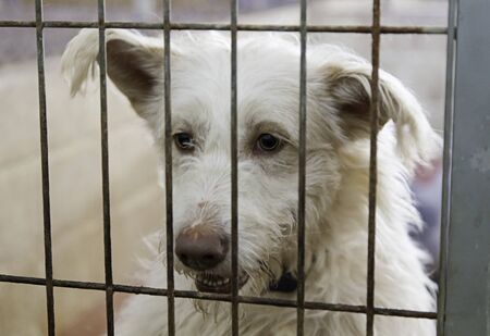 Caged and abandoned dogs, detail of street animals, animal abuse