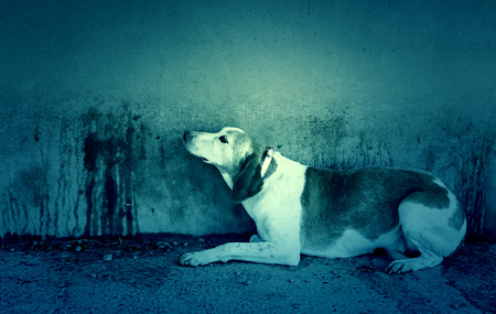 Abandoned dog, detail of a rescued animal, second chanceの写真素材
