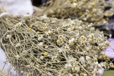 Dried chamomile, detail of an infusion, yellow flowersの写真素材