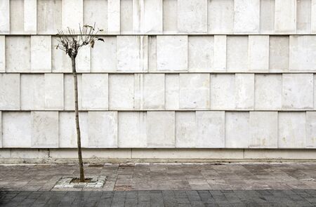 Modern facade with tree, photographic composition for architectureの写真素材