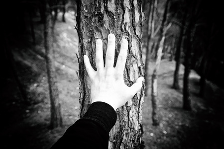 Male hand touching a tree, detail of love for nature, environmentの写真素材
