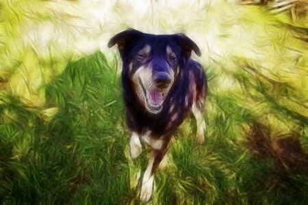 Happy dog, detail of a happy dog, petの写真素材