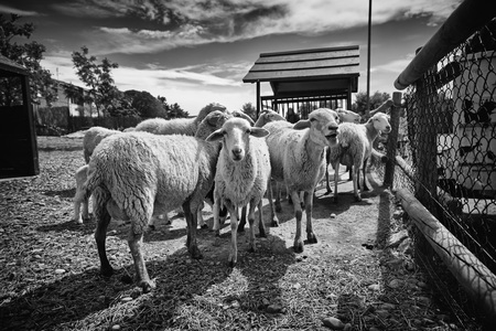 Sheep on a farm, detail of mammalian animals, wool and milk, food productionの写真素材