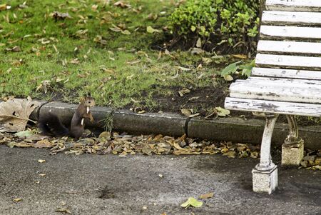 Squirrel in the park, detail of a wild animal, wildlife in the cityの写真素材