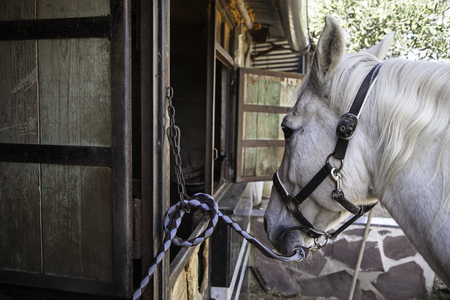 Horse in a stable, detail of a purebred horseの写真素材