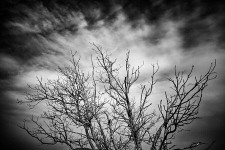 Tree in nature, detail of a forest, green natureの写真素材