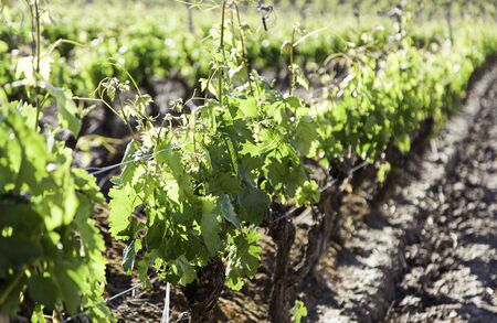 Vineyard, detail of some vineyards in the countryside, vineyards, wineの写真素材