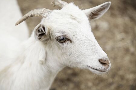 Small goat on a farm, detail of a mammal animal, animal breedingの写真素材