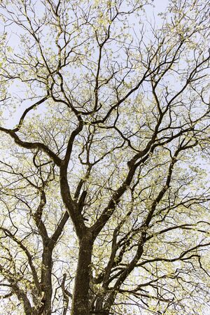 Tetric tree, detail of a tree branches, tetric, nature