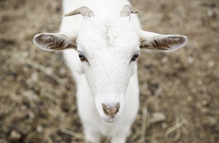 Small goat on a farm, detail of a mammal animal, animal breedingの写真素材