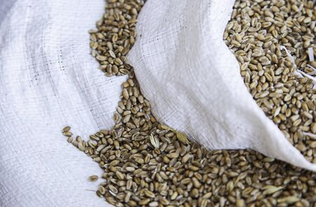 Detail of raw wheat in an esparto sack, detail of dry cerealの写真素材