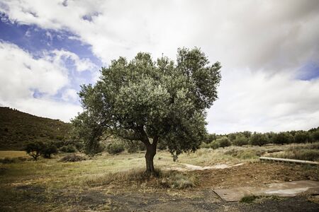 Ancient olive tree in the nature, detail of a tree to make oilの写真素材