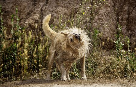 Dog shaking water, detail of a wet animal, enjoying and having funの写真素材
