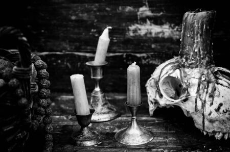 Goat skulls for terrifying decoration, halloween detail, witchcraftの写真素材