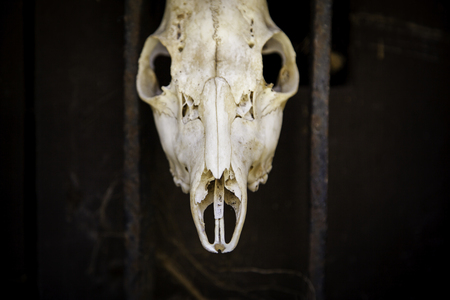 Goat skulls for terrifying decoration, halloween detail, witchcraftの写真素材