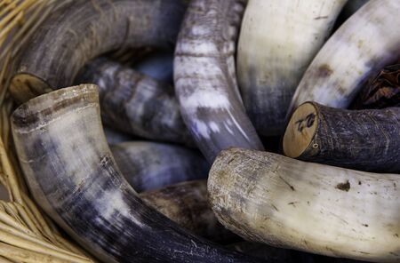 Medieval horns prepared and decorated, ancient viking traditionの写真素材
