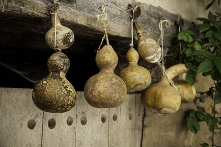 Dried pumpkins placed for decoration, detail of dried fruitの写真素材