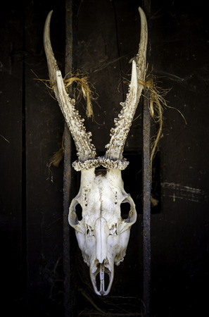Goat skulls for terrifying decoration, halloween detail, witchcraftの写真素材