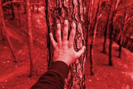 Male hand touching a tree, detail of love for nature, environmentの写真素材