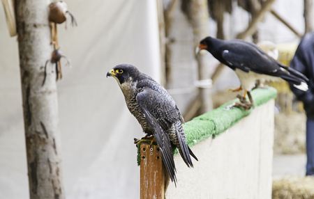 Birds of prey in captivity, detail of wild bird, great birdの写真素材