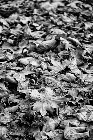 Autumn leaves fallen and dry, season of the yearの写真素材