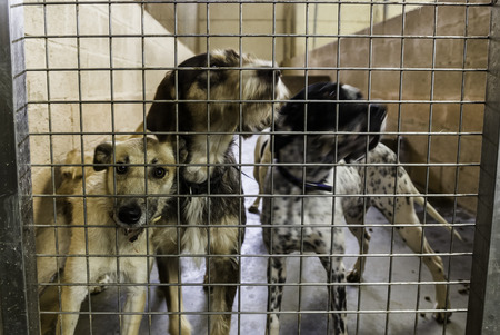 Kennel for abandoned dogs, pet detail in adoption