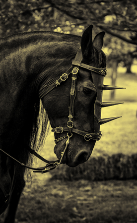 Black horse with medieval decoration, animal detail for ridingの写真素材