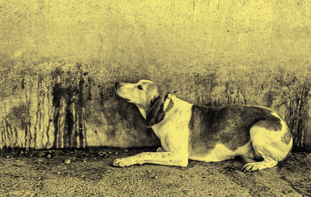 Abandoned dog, detail of a rescued animal, second chanceの写真素材