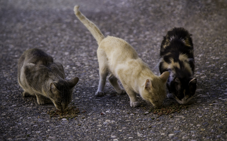 Street cats eating, detail of abandoned animalsの写真素材