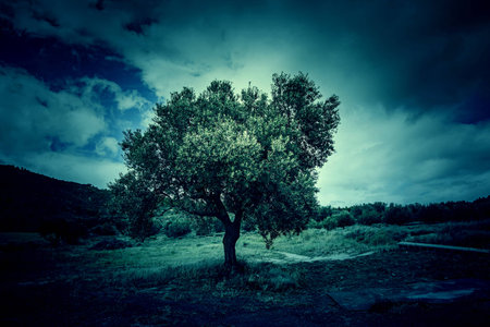 Ancient olive tree in the nature, detail of a tree to make oil