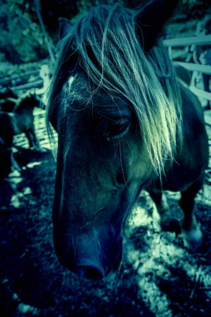 Wild horse, detail of a wild mammal in the wild, animal farm, strength and natureの写真素材