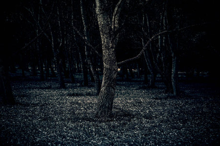 Trees in a forest, detail of a wild boque, natureの写真素材
