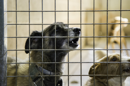 Dogs abandoned and caged, pet detail seeking adoption, grief and sadness