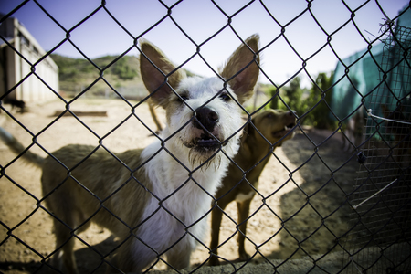Dogs abandoned and caged, pet detail seeking adoption, grief and sadness