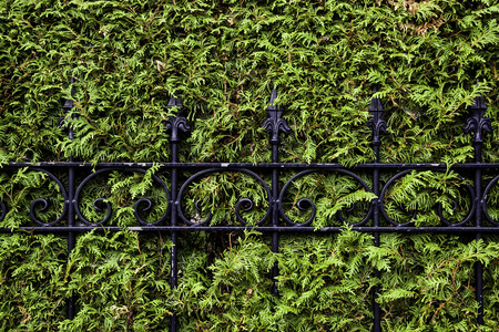 Metal fence in a hedge, detail of protection and securityの写真素材