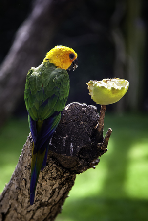 Parrot eating in the jungle, detail of exotic birdの写真素材
