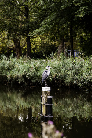 Common heron in a park, detail of wild birdの写真素材