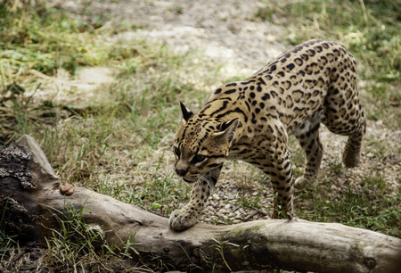 Wild ocelot in nature, detail of feline