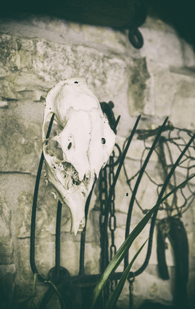 Old goat skull, detail of witchcraft and satanの写真素材