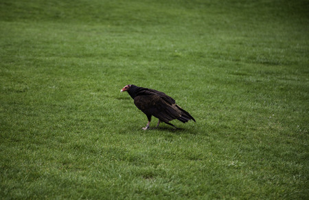 Protected eagle, detail of dangerous birdの写真素材