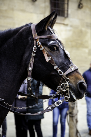 Horse head, decorated animal detailの写真素材