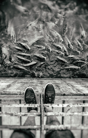 Many fish eating, wild river fish, fishingの写真素材