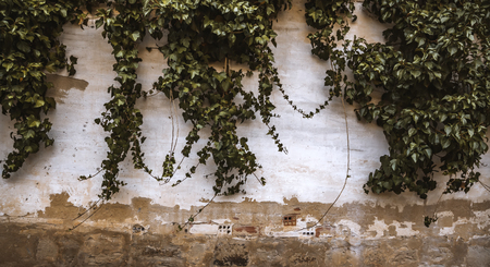 Green ivy on a wall, detail of vegetation and wild plant