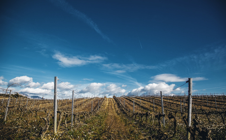 Fields of vines in a winery, grape detail for wineの写真素材