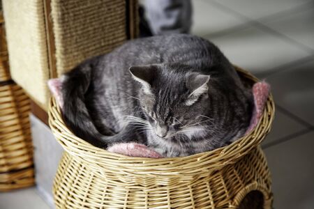 Abandoned cats in shelter, shelter detail on an Amsterdam shipの写真素材