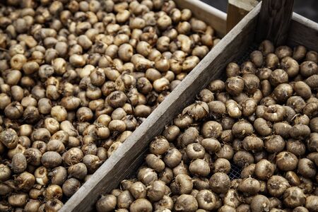 Bulbs of plants, detail of plants, seeds of Dutch tulipsの写真素材