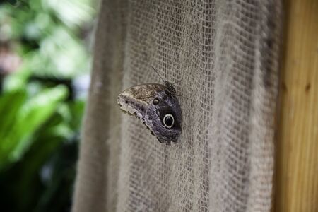 Butterfly garden, detail of butterfly farmの写真素材