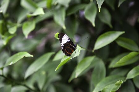 Butterfly garden, detail of butterfly farm