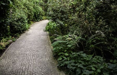 Cobblestone road in the forest, pedestrian walk detail, nature in the forest